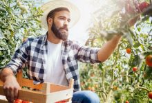 Fruit Picking Jobs in Canada For Foreigners
