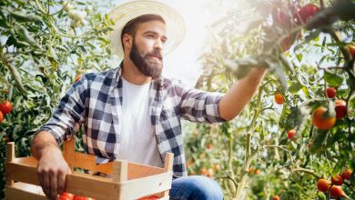 Fruit Picking Jobs in Canada For Foreigners